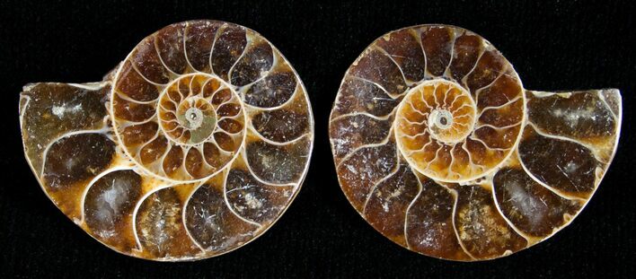 Small Desmoceras Ammonite Pair #5320